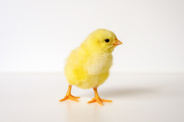 cute little tiny newborn yellow baby chick on white background