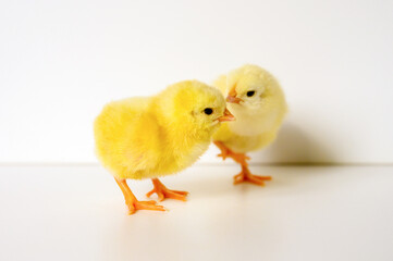 two cute little tiny newborn yellow baby chicks on white background