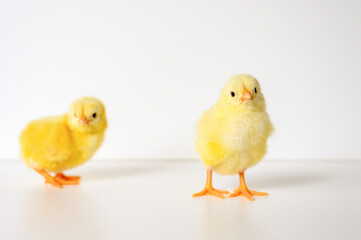 two cute little tiny newborn yellow baby chicks on white background