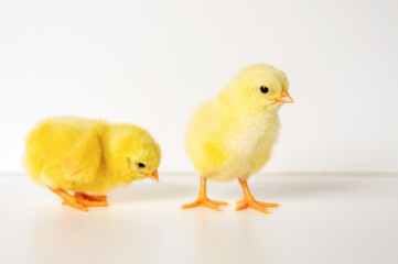 two cute little tiny newborn yellow baby chicks on white background