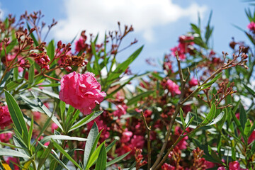 Pink camelia flowers in full bloom with green leaves close-up view