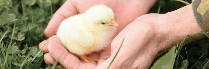 cute little tiny newborn yellow baby chick in male hands of farmer on green grass background. banner