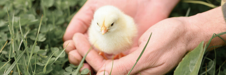 cute little tiny newborn yellow baby chick in male hands of farmer on green grass background. banner © Ksenia