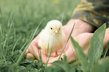 cute little tiny newborn yellow baby chick in male hands of farmer on green grass background