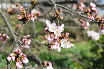早咲きの桜の花
