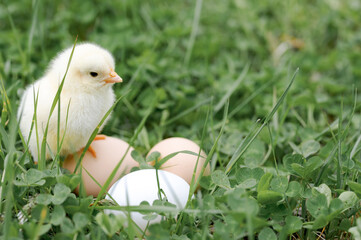 cute little tiny newborn yellow baby chick and three chicken farmer eggs in the green grass on...