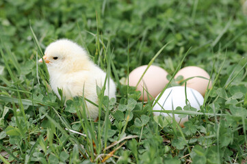 cute little tiny newborn yellow baby chick and three chicken farmer eggs in the green grass on nature outdoor