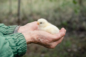cute little tiny newborn yellow baby chick in hands of elderly senior woman farmer on nature background