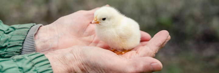 cute little tiny newborn yellow baby chick in hands of elderly senior woman farmer on nature background. banner