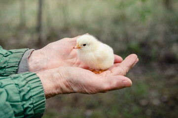 cute little tiny newborn yellow baby chick in hands of elderly senior woman farmer on nature background