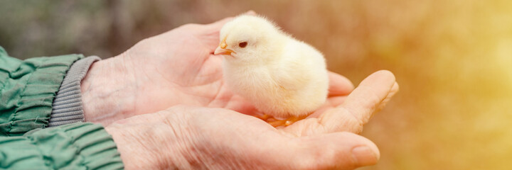 cute little tiny newborn yellow baby chick in hands of elderly senior woman farmer on nature background. banner. flare