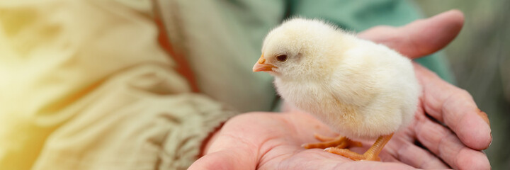 cute little tiny newborn yellow baby chick in hands of elderly senior woman farmer on nature background. banner. flare © Ksenia