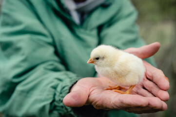 cute little tiny newborn yellow baby chick in hands of elderly senior woman farmer on nature background