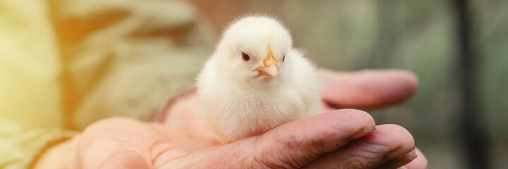 cute little tiny newborn yellow baby chick in hands of elderly senior woman farmer on nature background. banner. flare