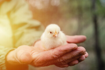 cute little tiny newborn yellow baby chick in hands of elderly senior woman farmer on nature background. flare