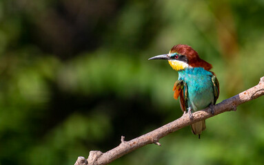 Europaen Bee-eater in spring