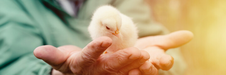 cute little tiny newborn yellow baby chick in hands of elderly senior woman farmer on nature...