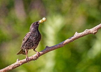 Common Starling close to the nest