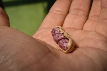 close up of boiled peanuts shell