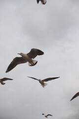 A flock of seagulls against the cloudy sky. Flying seagulls against the sky in the wild. Selectiv focus