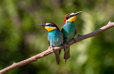 Europaen Bee-eater in spring