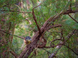 Wren Bush