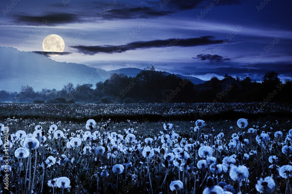 Wall mural dandelion field in rural landscape at night. beautiful nature scenery with blooming weeds in full mo