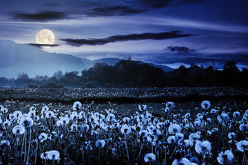 dandelion field in rural landscape at night. beautiful nature scenery with blooming weeds in full moon light. clouds on the sky above the distant mountain