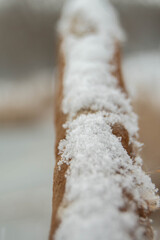 Close-up of reed sprinkled with snow on a blurred background