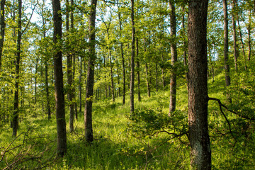 Landscape of spring young oak forest