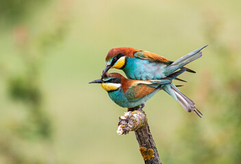 Europaen Bee-eater in spring
