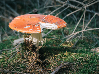 Toadstool