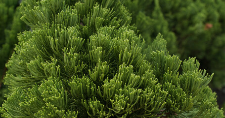 Pine tree lush green small fir needles