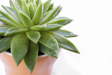Sempervivum tectorum or common houseleek green plant with fresh water drops. house decoration...