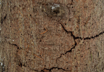 background of dry orange pine bark with dark large cracks