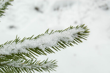 Macro of a small green branch with snow on it on a blurred background