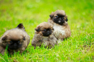 Pekingese puppies on the lawn