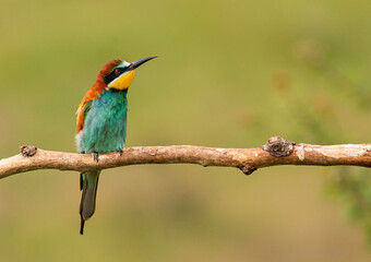 Europaen Bee-eater in spring