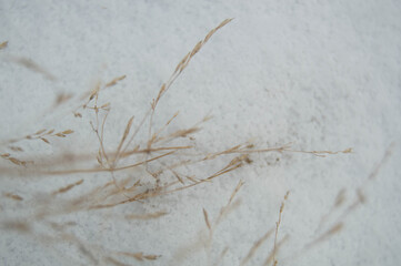 Close-up of yellow dry grass on a background of snow