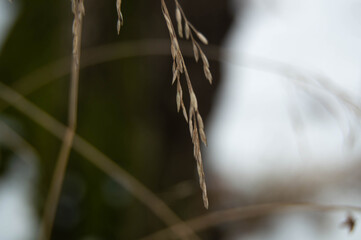 Close-up of yellow dry grass on a blurred background