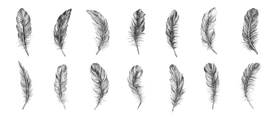 Vector Black and White Feather Pattern, hand drawn style, vector illustration.	