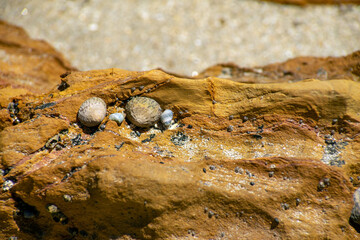 Details on the beach, Mossy Point, NSW, Australia