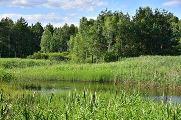 Marshland Nature Reserve Borkovice is a protected area near Tabor in Borkovice, South Bohemian Region, Czech Republic.