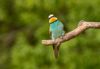 Europaen Bee-eater in spring