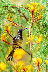 under, singing, bird, singer, primeval, forest, ornithologist,  color, birding, background, national, endemic, Australian, south, outdoor, perching,  small, avian
