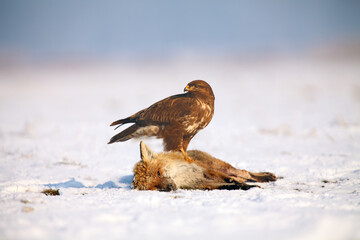 The common buzzard (Buteo buteo) sitting on a dead fox on the snow. Buzzard on dead prey in winter.