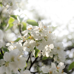 blossoming flowers on the branches of an apple tree. spring in the orchard