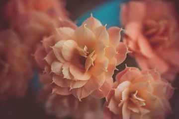 Der Hintergrund besteht aus beigen Blumen. Vintage romantische Texturen. Leichter, sanfter Frühlingshintergrund © Alexandr