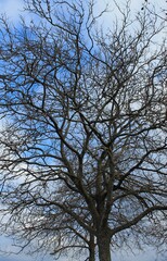 Tree without leaves against a blue winter sky.