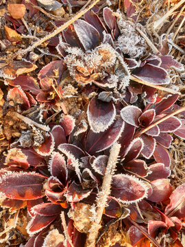 Winter Frost : Snow Crystal, Trunk, Grass